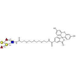 Blood group B Lewis b antigen pentaose type 1 linked to fluorescein (Linker-FLUO B)
