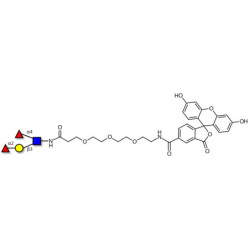 Lewis b (Leb) tetraose linked to fluorescein (Linker-FLUO B)