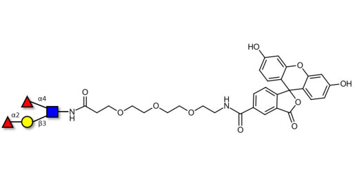 Lewis b (Leb) tetraose linked to fluorescein (Linker-FLUO B) - Lewis B tetrasaccharide ; LBT