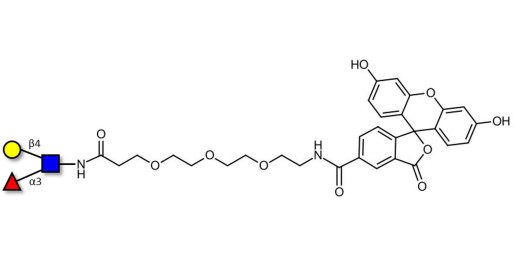 Lewis x (Lex) triose linked to fluorescein (Linker-FLUO B) - SSEA-1 ; CD15 ; Lewis X trisaccharide