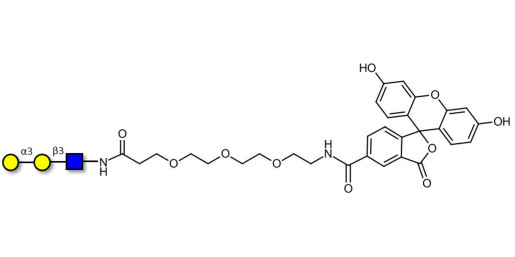 Xeno antigen type 1 / Blood group B antigen triose type 1 linear linked to fluorescein (Linker-FLUO B)