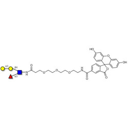 Xeno lewis x / α-Gal-Lewis x  linked to fluorescein (Linker-FLUO B)