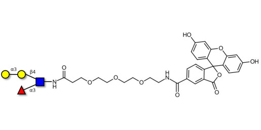 Xeno lewis x / α-Gal-Lewis x  linked to fluorescein (Linker-FLUO B)
