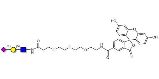 3'-α-sialyl-Acetyl-Lactosamine (3'SIA-LN) linked to fluorescein (Linker-FLUO B) - Sialylated triose type 2 (sLex precursor)