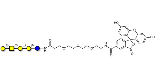 Isoglobopentaose (iGb5) linked to fluorescein (Linker-FLUO B) - Globoisopentaose