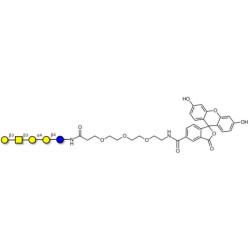 Globopentaose (Gb5) / Stage Specific Embryonic Antigen 3a (SSEA-3a) linked to fluorescein (Linker-FLUO B)