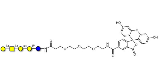 Globopentaose (Gb5) / Stage Specific Embryonic Antigen 3a (SSEA-3a) linked to fluorescein (Linker-FLUO B)
