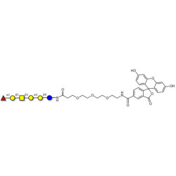Globo-H hexaose / Stage Specific Embryonic Antigen 3b (SSEA-3b) linked to fluorescein (Linker-FLUO B)