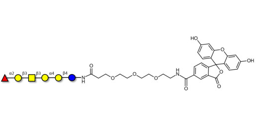 Globo-H hexaose / Stage Specific Embryonic Antigen 3b (SSEA-3b) linked to fluorescein (Linker-FLUO B) - Globo-H hexasaccharide
