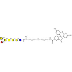 Globo-A heptaose linked to fluorescein (Linker-FLUO B)