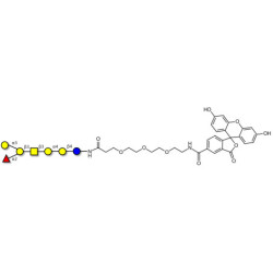 Globo-B heptaose linked to fluorescein (Linker-FLUO B)