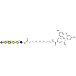 Stage-Specific Embryonic Antigen-4 hexaose (SSEA-4 hexaose) linked to fluorescein (Linker-FLUO B)