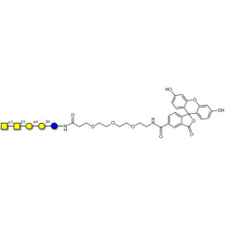 Forssman antigen pentaose linked to fluorescein (Linker-FLUO B)