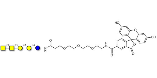 Forssman antigen pentaose linked to fluorescein (Linker-FLUO B)