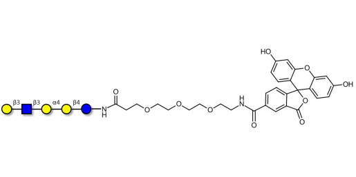 Globopentaose (Gb5) analogue type 1 linked to fluorescein (Linker-FLUO B) - Gb5 analogue type 1
