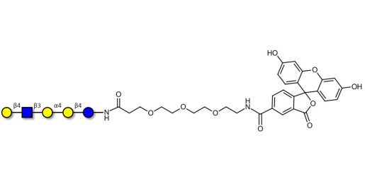 Globopentaose (Gb5) analogue type 2 linked to fluorescein (Linker-FLUO B) - Gb5 analogue type 2