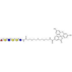 Globo-H analogue type 2 linked to fluorescein (Linker-FLUO B)