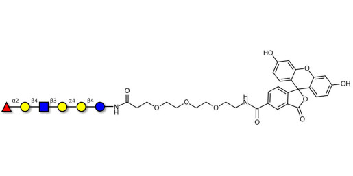 Globo-H analogue type 2 linked to fluorescein (Linker-FLUO B)