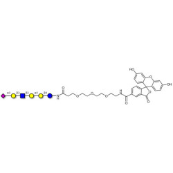 Stage-Specific Embryonic Antigen-4 (SSEA-4) hexaose analogue type 1 linked to fluorescein (Linker-FLUO B)
