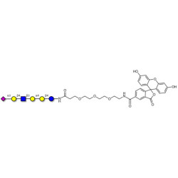 Stage-Specific Embryonic Antigen-4 (SSEA-4) hexaose analogue type 2 linked to fluorescein (Linker-FLUO B)