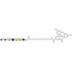 Sialylated Stage-Specific Embryonic Antigen-4 (SSEA-4) hexaose analogue type 1 linked to fluorescein (Linker-FLUO B)