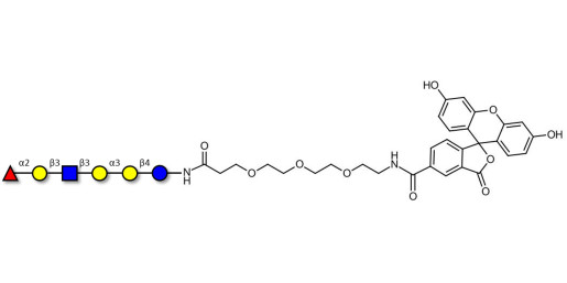 Isoglobo-H analogue type 1 linked to fluorescein (Linker-FLUO B)