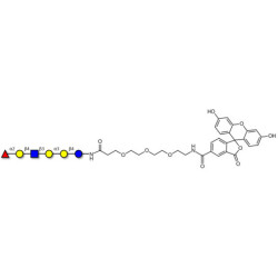 Isoglobo-H analogue type 2 linked to fluorescein (Linker-FLUO B)