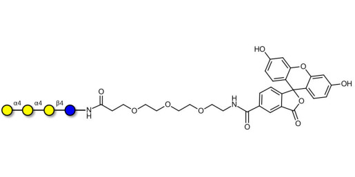 Galactosyl Globotriose (Gal-Gb3) linked to fluorescein (Linker-FLUO B)