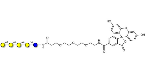 Galα1-4Galα1-4-Globotriose linked to fluorescein (Linker-FLUO B) - Galα1-4Galα1-4-Gb3
