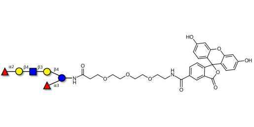 Lacto-N-neoDifucohexaose analogue linked to fluorescein (Linker-FLUO B)