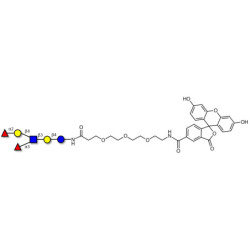  Lewis y (Ley) hexaose/ Lacto-N-neoDiFucohexaose I (LNnDFH-I) linked to fluorescein (Linker-FLUO B)
