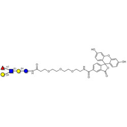 Lacto-N-fucopentaose III (LNFP III) linked to fluorescein (Linker-FLUO B)