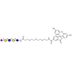 LS-Tetrasaccharide c (LSTc)  linked to fluorescein (Linker-FLUO B)