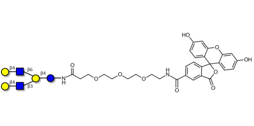Lacto-N-neohexaose (LNnH) linked to fluorescein (Linker-FLUO B)