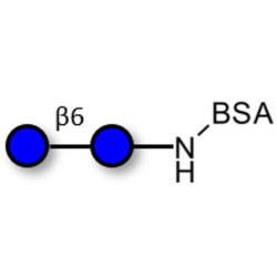 Gentiobiose DP2 grafted on BSA