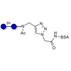 Gentiobiose DP2 grafted on BSA