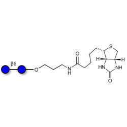 Gentiobiose DP2 linked to biotin