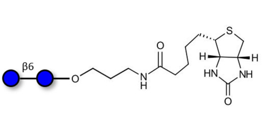 Gentiobiose DP2 linked to biotin