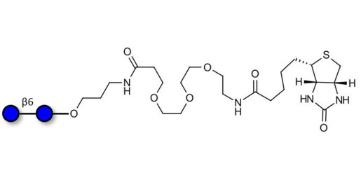 Gentiobiose DP2 linked to biotin