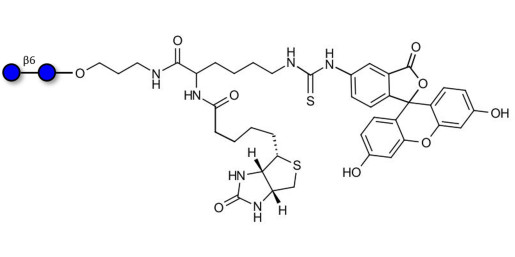 Gentiobiose DP2 linked to biotin