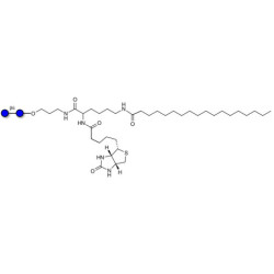 Gentiobiose DP2 linked to biotin and fluorescein