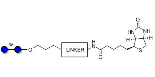 Gentiobiose DP2 linked to biotin with cleavable linker 