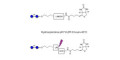 Gentiobiose DP2 linked to biotin with cleavable linker 