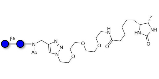 Gentiobiose DP2 linked to desthiobiotin