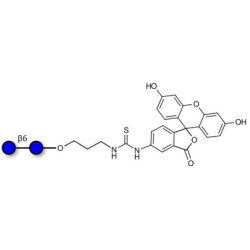 Gentiobiose DP2 linked to fluorescein