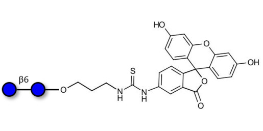Gentiobiose DP2 linked to fluorescein