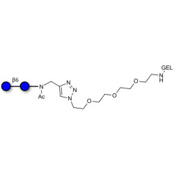Gentiobiose DP2 grafted on gel for affinity chromatography