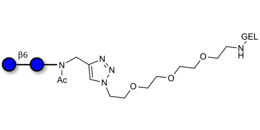 Gentiobiose DP2 grafted on gel for affinity chromatography