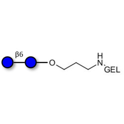 Gentiobiose DP2 grafted on gel for affinity chromatography