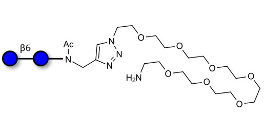 Gentiobiose DP2 with terminal amine